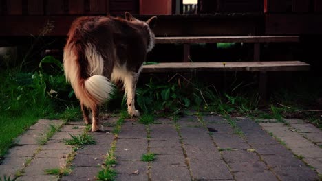 Einige-Erstaunliche-Nahaufnahmen-Des-Schönen-Hundes-Im-Sonnenunterganglicht