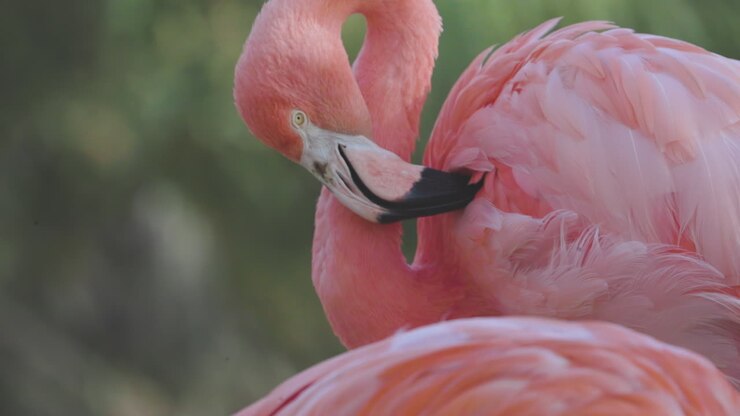 pink flamingos close up