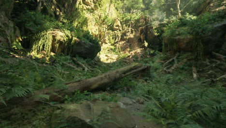 camino de la selva con luz del sol