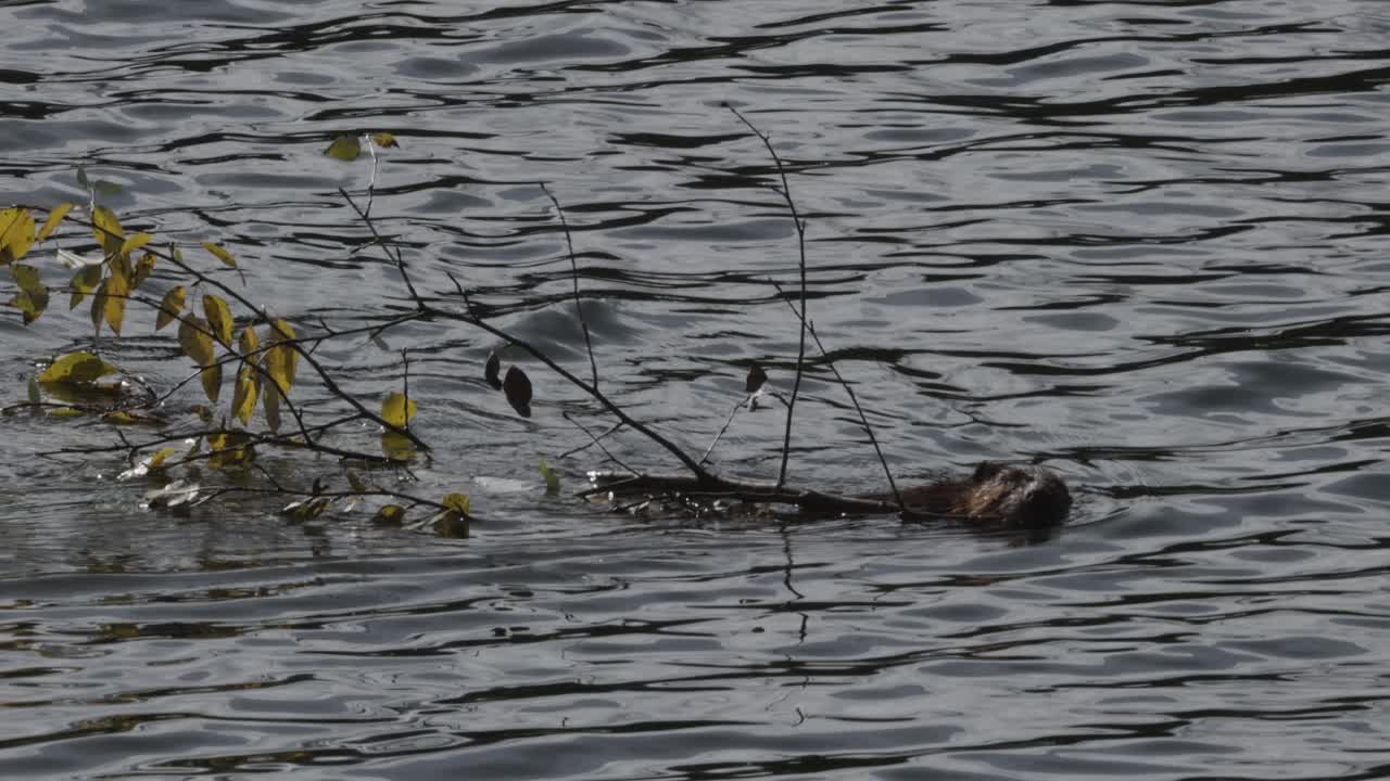 A beaver swims across a sunlit lake while carrying a leafy branch along the surface. Gentle ripples and reflected light emphasize natural beaver activity in a calm freshwater setting