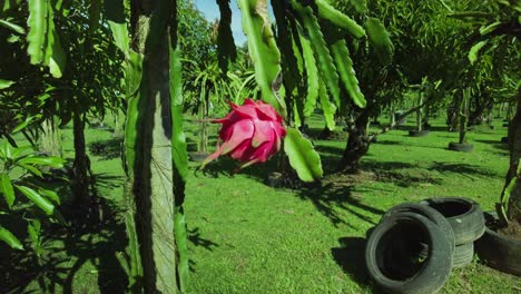 amazing close up of a dragon fruit on a tree