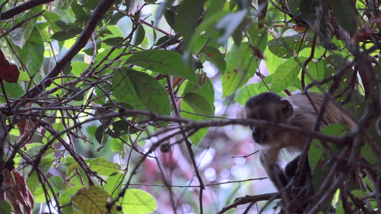 joven mono capuchino de rayas negras comiendo frutas en el dosel de la reserva de serra das almas, brasil