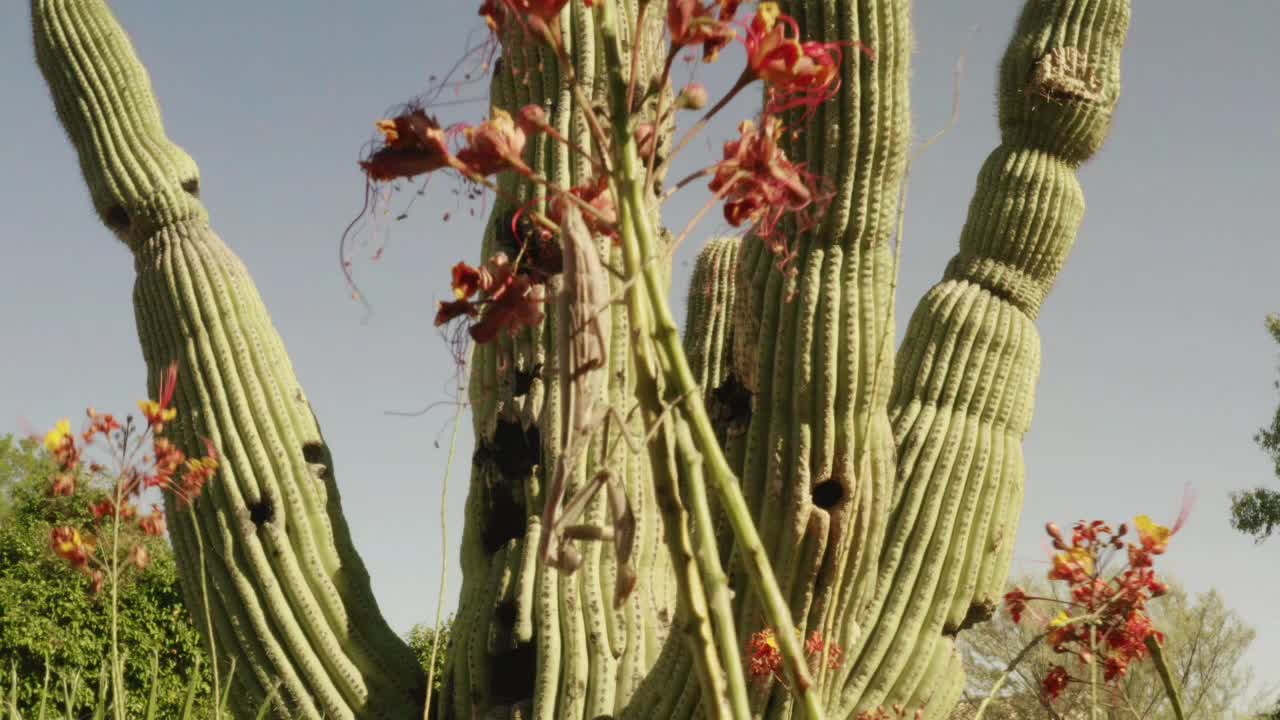 mantis religiosa femenina terminando el festival en mantis religiosa masculina
