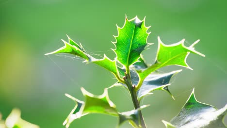 close-up footage: holly bush bathed in morning sunlight, green leaves gleaming, and christmas berries sparkling with dew