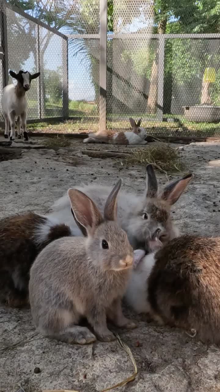 Coelhos saltitando pacificamente