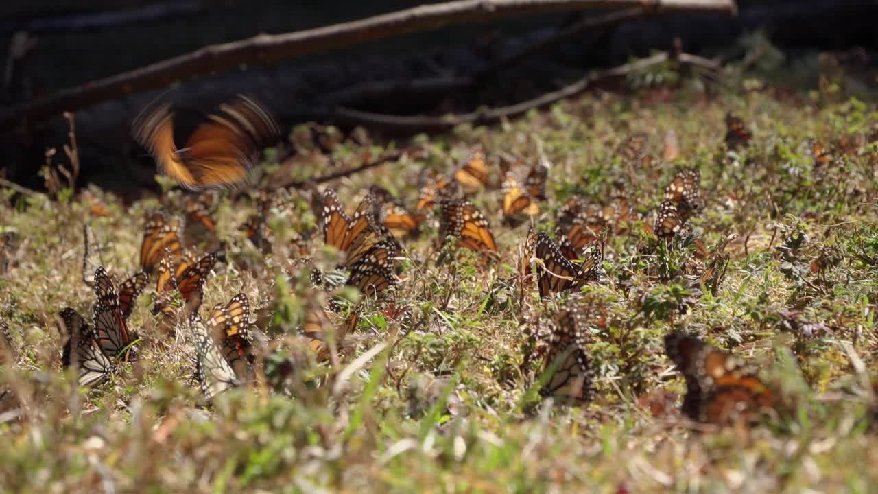 초록색 과 울창 한 숲 바닥 에 있는 군주 나비 들