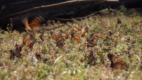 mariposas monarca en el suelo verde y exuberante del bosque