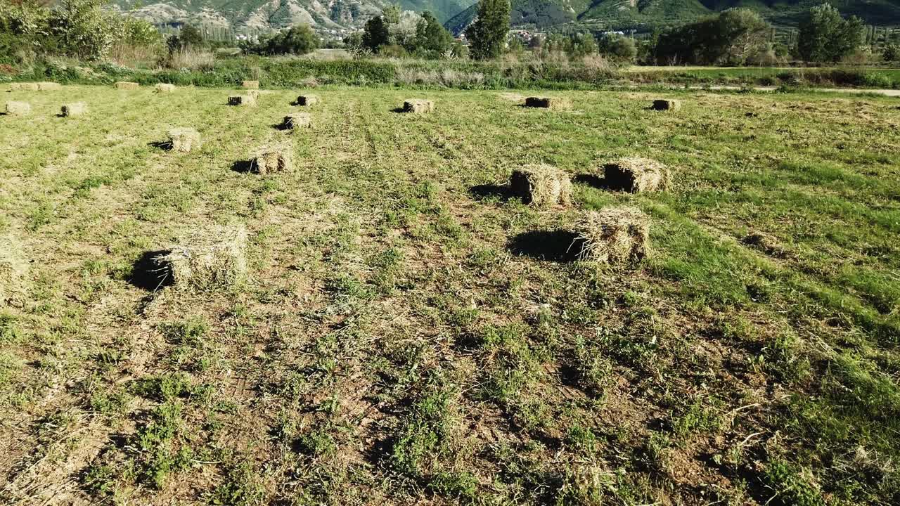 balas de paja en verano