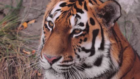 Sibirischer-Tiger-Aus-Nächster-Nähe.-Der-Sibirische-Tiger-Wurde-Je-Nach-Der-Region,-In-Der-Die-Tiere-Beobachtet-Wurden,-Auch-Amur-Tiger,-Mandschurischer-Tiger,-Koreanischer-Tiger-Und-Ussurischer-Tiger-Genannt.