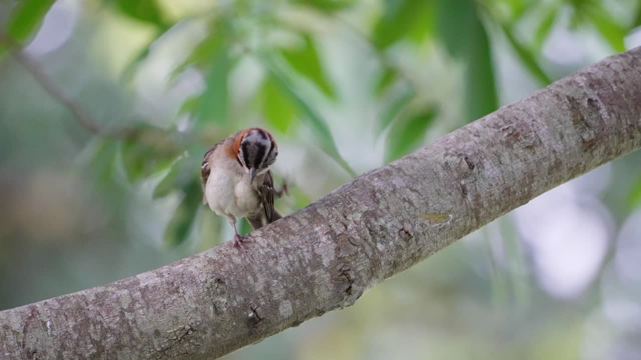 lindo gorrión de cuello rufo, zonotrichia capensis encaramado en una rama de árbol, rascándose la cabeza con el pie contra hermosas hojas de árbol de bokeh balanceándose en el fondo, tiro estático de cerca