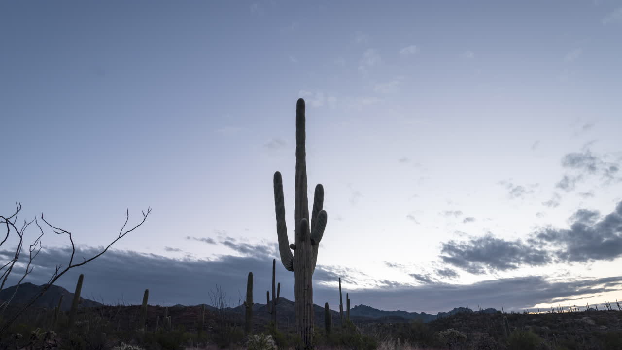 timelapse del amanecer del cacto saguaro gigante en el desierto de sonora, arizona