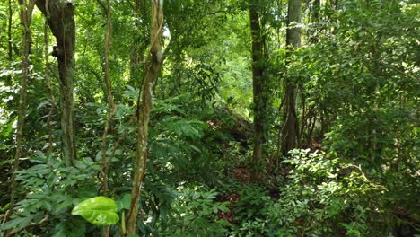 Explorando-Los-Rincones-De-La-Selva-Paradisíaca