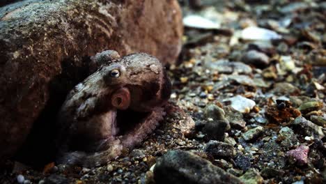 octopus south australia attack camera strange behaviour 4k slow motion