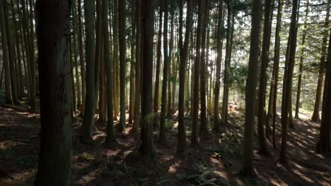 Eine-Drohne-Dreht-Sich-Langsam-Seitwärts-Und-Gibt-Den-Blick-Auf-Eine-Waldplantage-Aus-Ausgewachsenen-Nadelbäumen-Frei,-Während-Sonnenstrahlen-Durch-Das-Blätterdach-Des-Waldes-Brechen