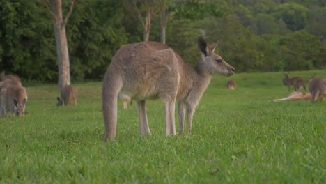 Canguro-Gris-Oriental-Alerta-Mientras-Come-Hierba-En-El-Campo---Queensland,-Australia