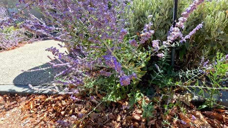 bee hummingbird visits lavender bush in bourg, france