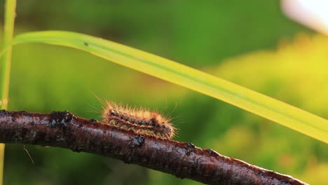 yellow tail moth (euproctis similis) caterpillar, goldtail or swan moth (sphrageidus similis) is a caterpillar of the family erebidae. caterpillar crawls along a tree branch on a green background.