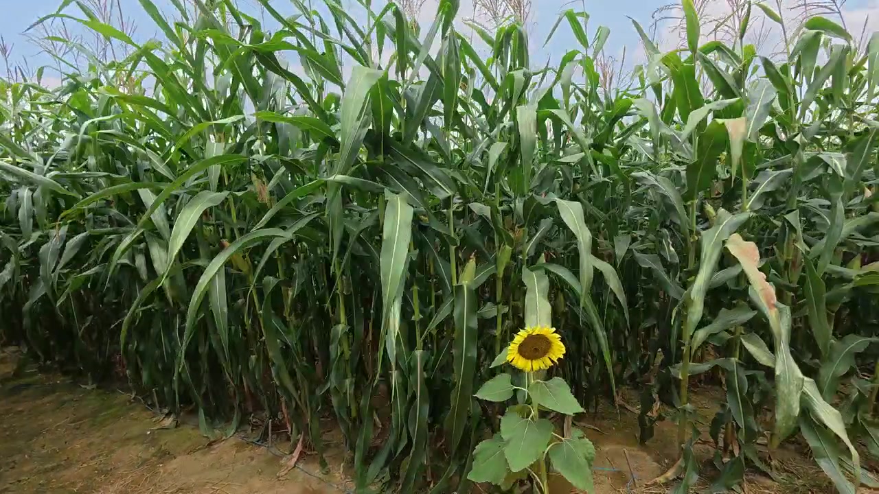 A bright cornfield under the afternoon sun. The corn cobs have grown large and will be ready for harvest soon.