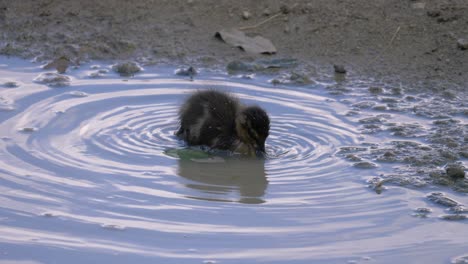 Cute-little-Mallard-duckling-searching-for-food-in-a-puddle-of-water--close-up