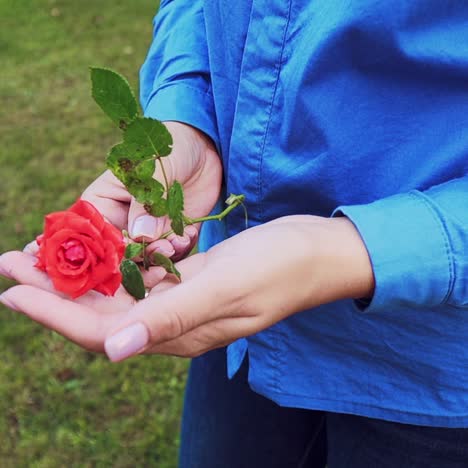 closeup of hand of a woman with a beautiful manicure holds in her hands a red rose.