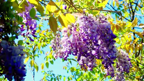 purple wisteria, blowing in the wind, sunny day, windy day