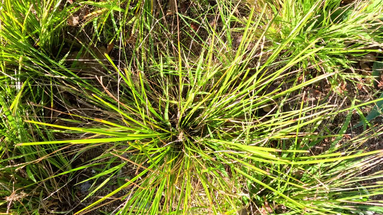 vista detallada de las hojas de hierba en melbourne