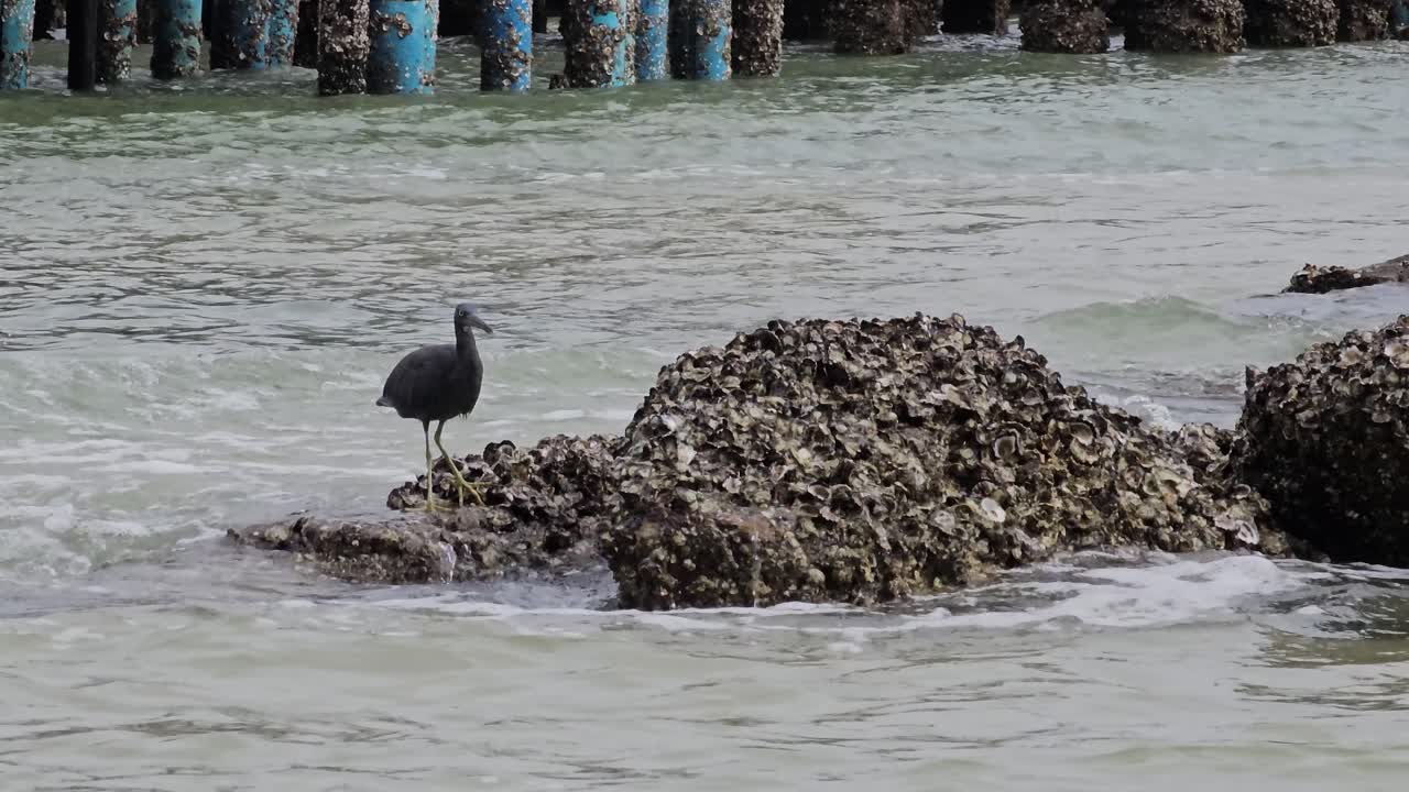 태평양 산호초 헤론 새가 태국 후아힌의 바물 조류 연못에서 먹이 물고기를 잡습니다.