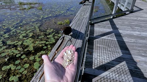 Red-winged-blackbird-approaching-a-person's-hand-and-eating-seeds-before-moving-away