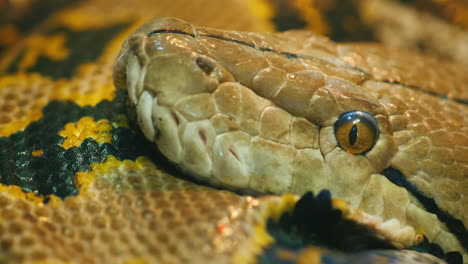 reticulated python head close up