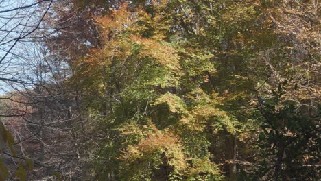 Bäume-Entlang-Des-Wissahickon-Creek-Im-Herbst