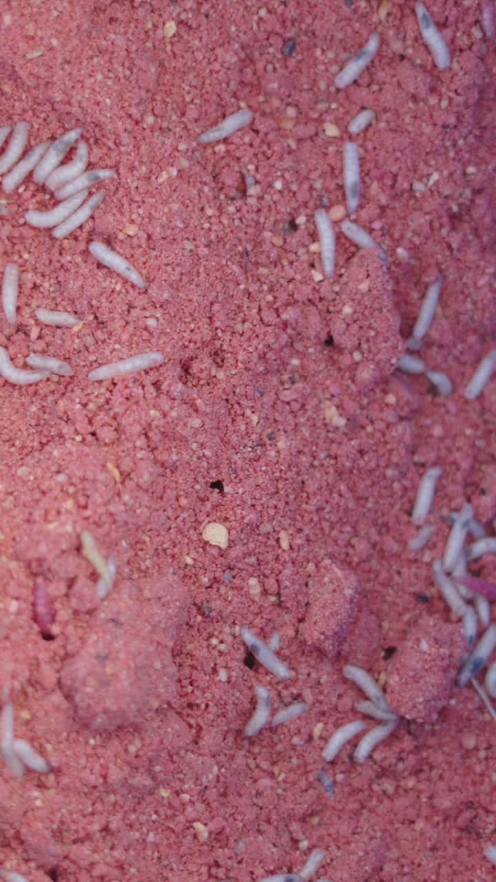 Maggots in pink groundbait