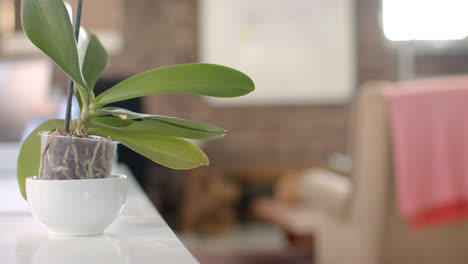 oficina creativa vacía con sofá, tablero en la pared y planta en la mesa en cámara lenta