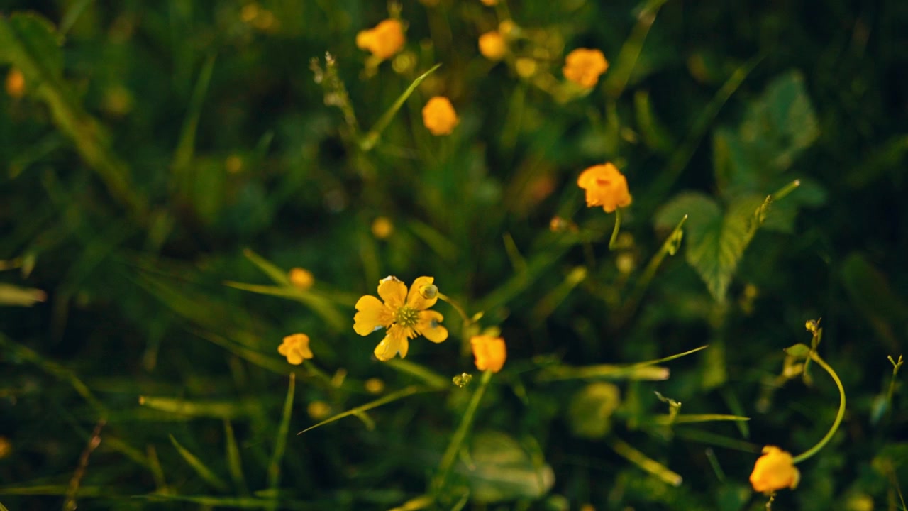 Una vista ravvicinata di fiori selvatici gialli che sbocciano in un paesaggio rurale in Norvegia con vegetazione naturale sullo sfondo