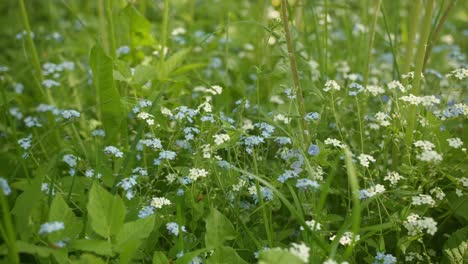 Forget-Me-Nots-in-a-Summer-Meadow