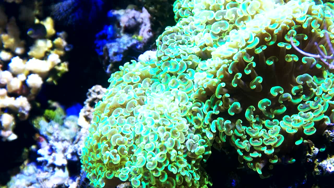 해머 코럴 클로즈업