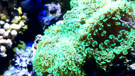 coral de martillo de cerca