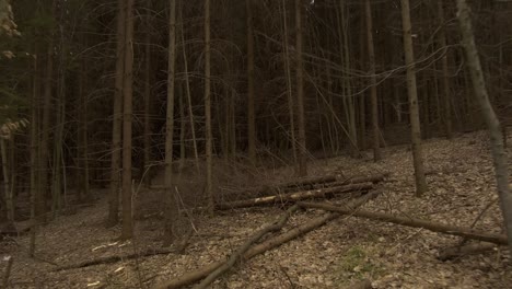 empty woods and bare trees of hoia baciu forest near transylvania