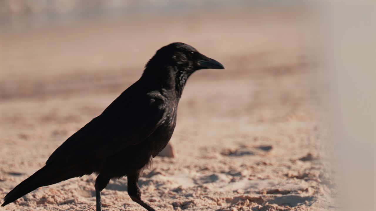 A black bird walks gracefully along the shoreline, its feathers glistening in the sunlight with the blue sea in the background