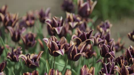 hermosos tulipanes púrpura-naranja en plena floración