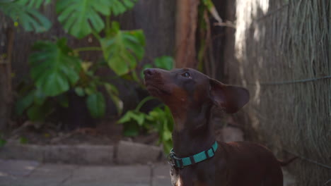 sausage dog chewing on a treat and looking up