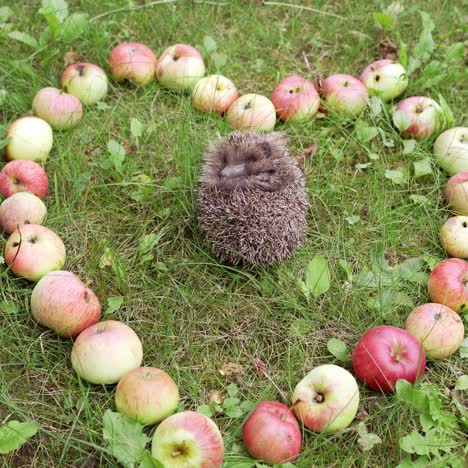 hedgehog lying near apple