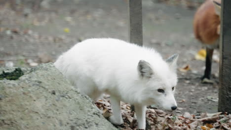 young arctic white fox walking stealthily and warily over dead fallen leaves on the ground