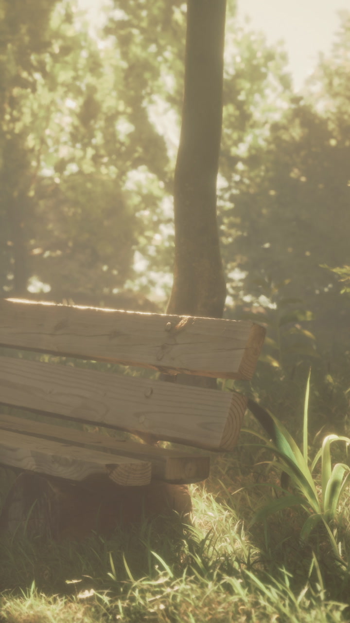 Bench in a sunny park surrounded by trees and plants during morning hours