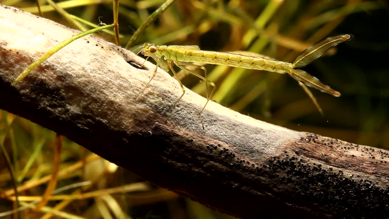 ninfa caballito del diablo arrastrándose fuera del palo y moviéndose fuera de foco