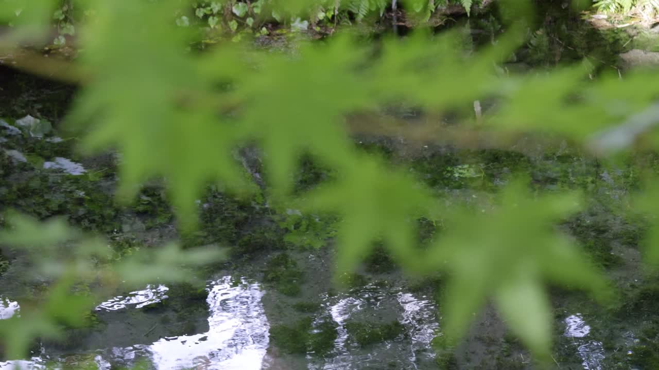 Perfectly clear water at spring in Japan, slow motion slider shot