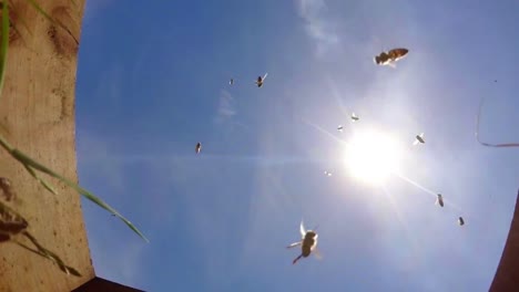 honeybees flying against the sky