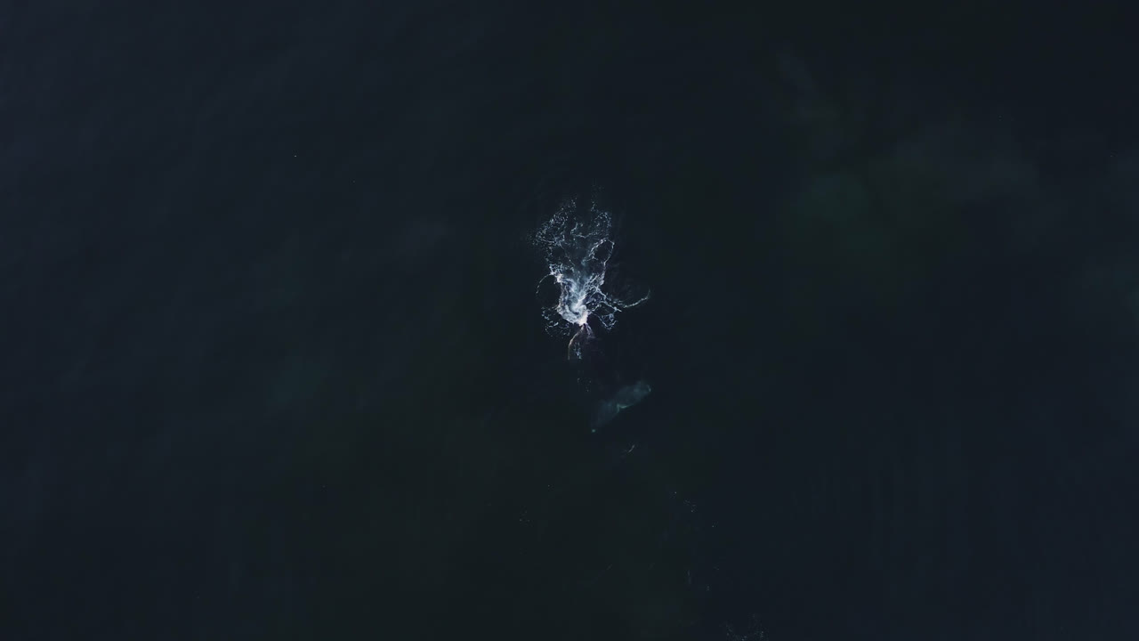 태평양에서 먹이를 먹는 동안 표면을 침범하는 회색 고래의 넓은 공중