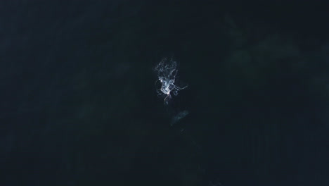 wide aerial of gray whale breaching surface while feeding in pacific ocean