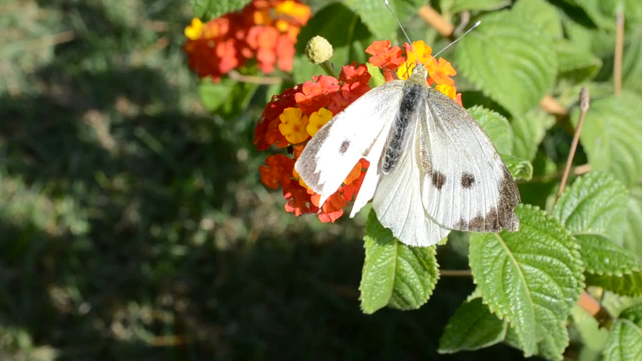Farfalla, fiori