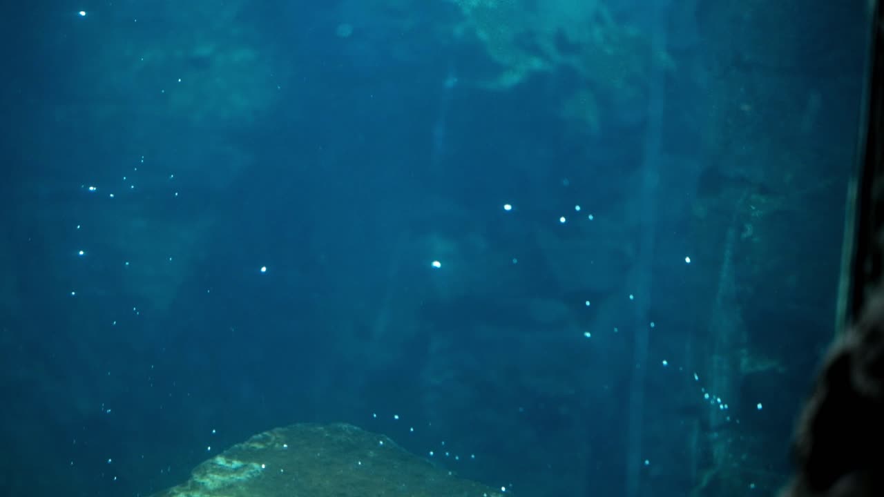 水族館の飼育下にある遊び心のあるアザラシが、水中で泳ぎ、回転しながら、穏やかに水面に浮上する気泡を放出しています。